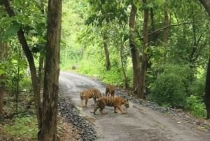 Mumbai: Guidad tur i Kanheri-grottorna