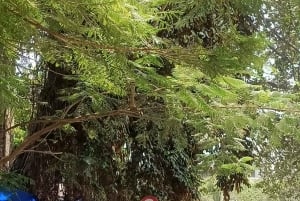 Mumbai: Privat sightseeingtur med bil og guide