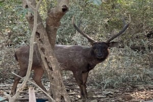 Мумбаи: пещеры Канхери, сафари и джайнский храм