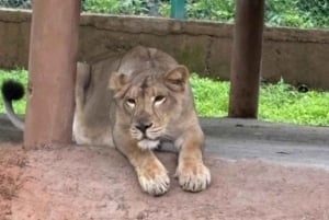 Мумбаи: пещеры Канхери, сафари и джайнский храм