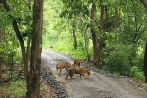 Мумбаи: пещеры Канхери, сафари и джайнский храм