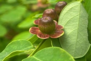 Мумбаи: пещеры Канхери, сафари и джайнский храм