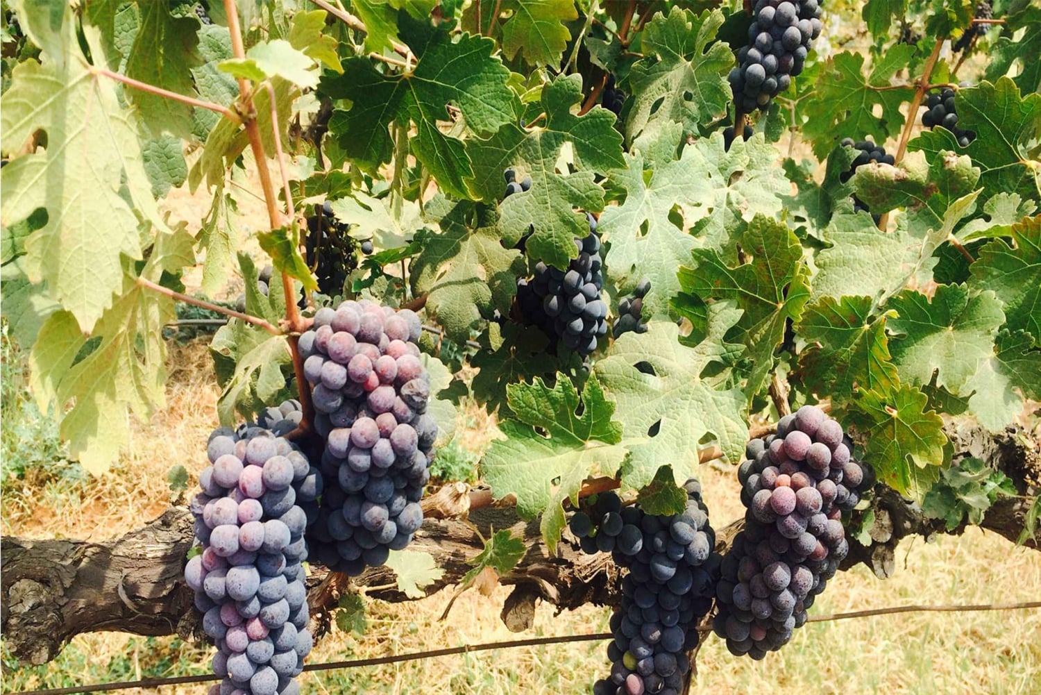 Nashik: Privat dagsutflykt med vinprovningar från Mumbai