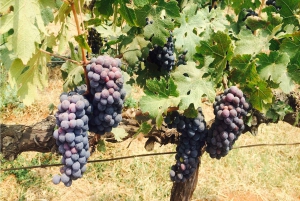 Nashik: Private Full-Day Wine Tour with Tastings From Mumbai