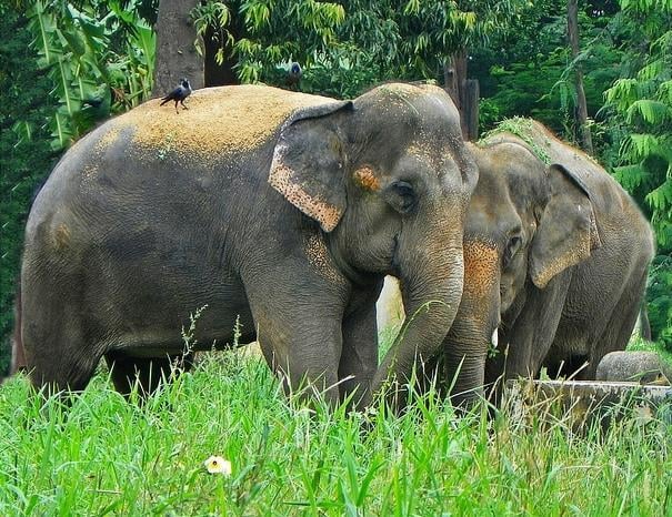 Rani Jijamata Udyaan in Mumbai