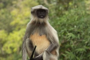 Parque Nacional Sanjay Gandhi + Cuevas Kenheri + Safari León