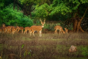 Mumbai: experiencia privada personalizable de 1 o 2 días