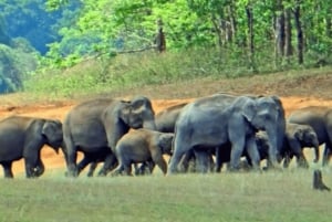 Tour durch Südindien: Verborgene Safranpfade