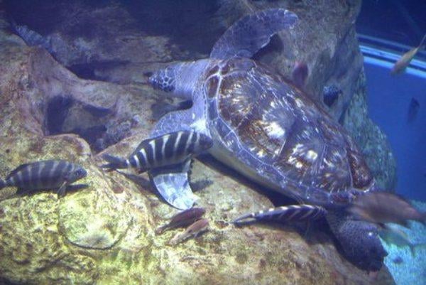 Taraporewala Aquarium