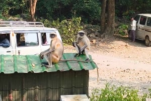 Entdecke die Kanheri-Höhlen: Die alte buddhistische Siedlung