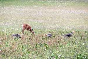 Explorez le château de Nymphenburg avec un architecte et un guide