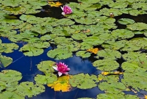 Da Füssen al castello di Neuschwanstein: tour guidato panoramico