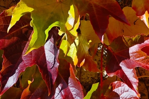 Da Füssen al castello di Neuschwanstein: tour guidato panoramico