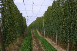 Munich: The Bavarian Hop Tour - The Hallertau Private Tour