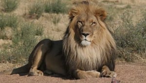 Etosha National Park