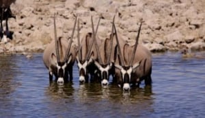 Etosha National Park