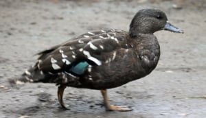African Black Duck