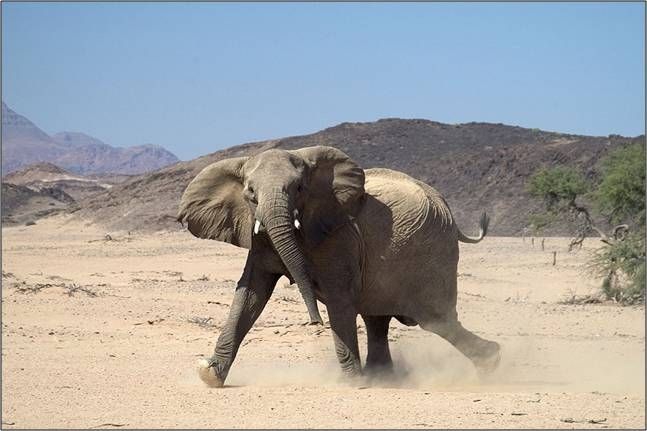 A desert elephant