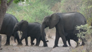Mahango National Park