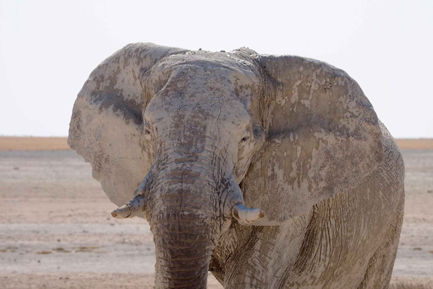 03 Days Etosha National Park Guided Lodge Trip