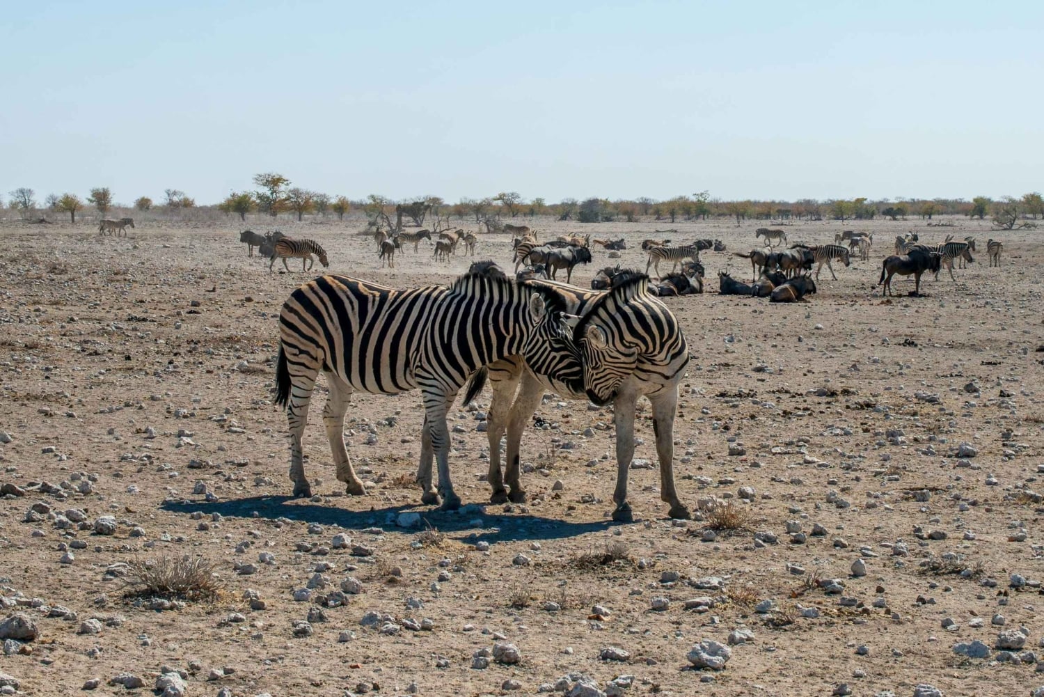 03 Days Etosha National Park Guided Lodge Trip