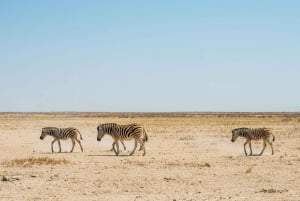 03 Days Etosha National Park Guided Lodge Trip