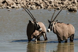 03 Days Etosha National Park Guided Lodge Trip