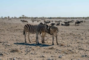 03 Days Etosha National Park Guided Lodge Trip