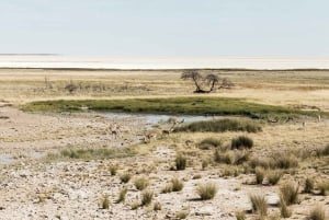 03 Days Etosha National Park Guided Lodge Trip