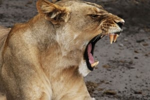 03 Days Etosha National Park Guided Lodge Trip