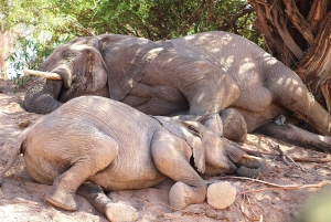Windhoek: 3-Day Guided Safari in Etosha with Lodge