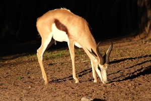 Windhoek: 3-Day Guided Safari in Etosha with Lodge