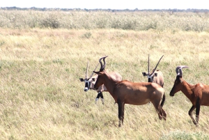 Windhoek: 3-Day Guided Safari in Etosha with Lodge