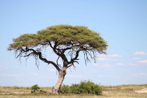 Windhoek: 3-Day Guided Safari in Etosha with Lodge