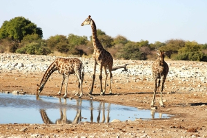 Windhoek: 3-Day Guided Safari in Etosha with Lodge