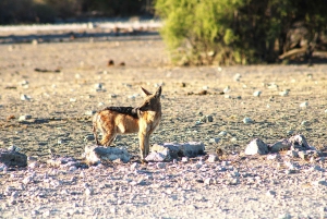 Windhoek: 3-Day Guided Safari in Etosha with Lodge
