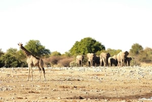 Windhoek: 3-Day Guided Safari in Etosha with Lodge