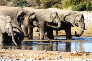 Windhoek: 3-Day Guided Safari in Etosha with Lodge