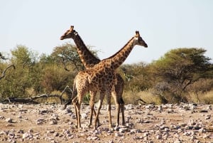Windhoek: 3-Day Guided Safari in Etosha with Lodge