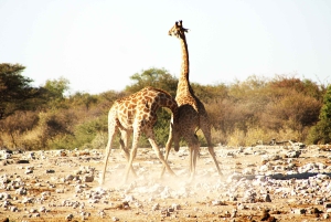 Windhoek: 3-Day Guided Safari in Etosha with Lodge