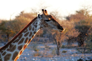 Windhoek: 3-Day Guided Safari in Etosha with Lodge