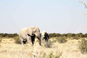 Windhoek: 3-Day Guided Safari in Etosha with Lodge