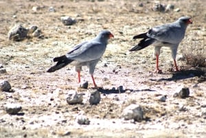 Windhoek: 3-Day Guided Safari in Etosha with Lodge
