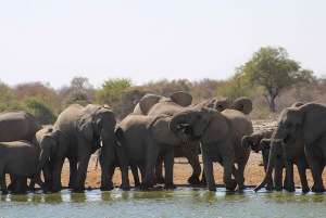 Windhoek: 3-Day Guided Safari in Etosha with Lodge