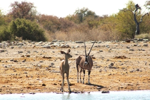 Windhoek: 3-Day Guided Safari in Etosha with Lodge