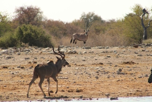 Windhoek: 3-Day Guided Safari in Etosha with Lodge