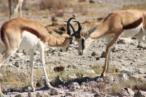 Windhoek: 3-Day Guided Safari in Etosha with Lodge