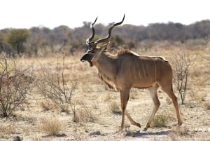 Windhoek: 3-Day Guided Safari in Etosha with Lodge