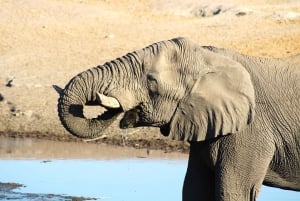 Windhoek: 3-Day Guided Safari in Etosha with Lodge