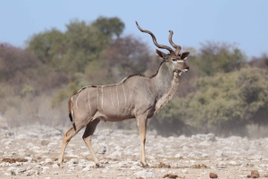 Windhoek: 3-Day Guided Safari in Etosha with Lodge